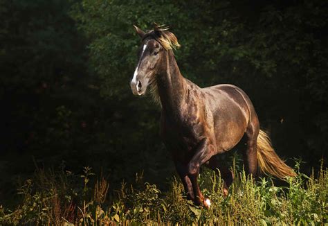10 Best Gaited Horse Breeds For A Smooth Ride