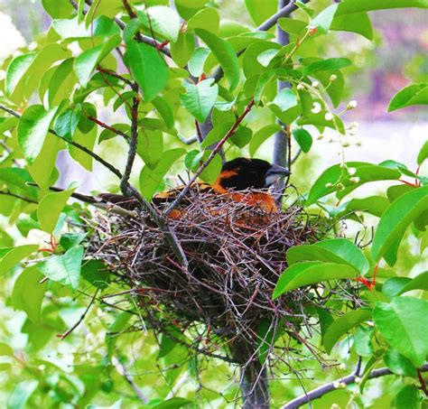 Grosbeak stock image. Image of grosbeak, nesting, nature - 100483639