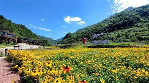 这个夏日，来汉中佛坪与这百亩花海来一场浪漫约会吧！松果沙窝村乡村