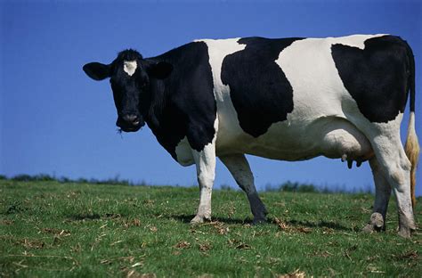 Friesian Cow Photograph by David Aubrey - Fine Art America