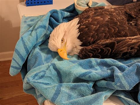 Michigan Bald Eagles Are Dying Of Lead Poisoning The Reason May