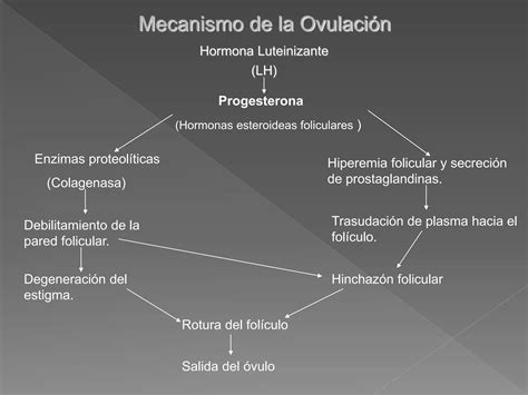 Hormonas Sexuales Masculinas Y Femeninas Ppt