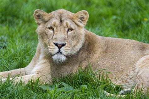 Big Cats Lions Lioness Grass Hd Wallpaper Rare Gallery