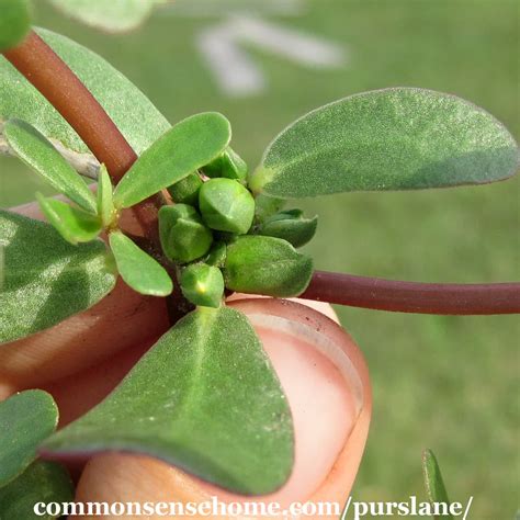 Common Purslane Seed