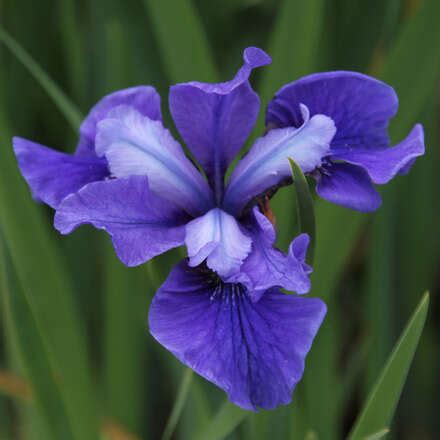 Sibirische Schwertlilie Iris Sibirica Ruffled Velvet Violett