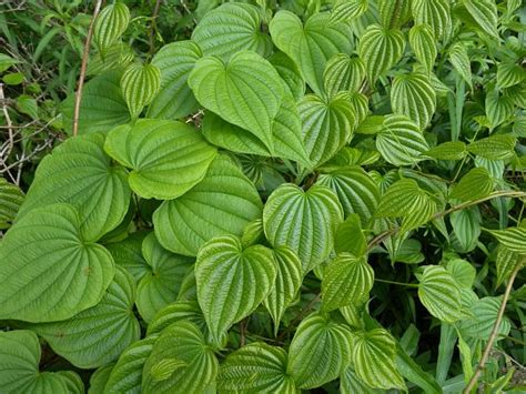 Wild Yam (Dioscorea villosa)