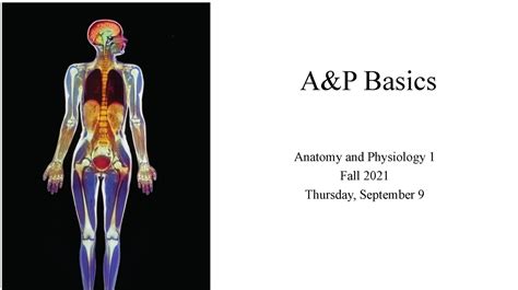 A P Slides Dr Sarah Peacock A P Basics Anatomy And Physiology