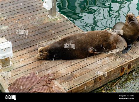 Morro Bay State Park Stock Photo - Alamy