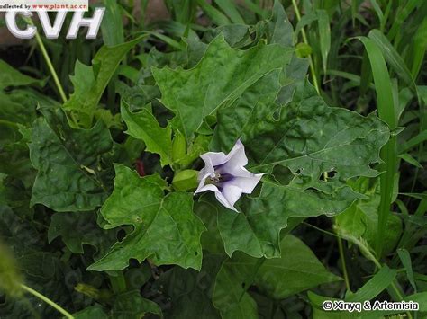 曼陀罗Datura stramonium Linn 植物图片库 植物通