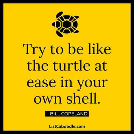 95+ Best Turtle Quotes: Cute, Funny Sayings | ListCaboodle