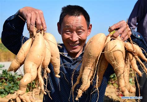 Farmers Across China Celebrate Harvest Festival China Org Cn