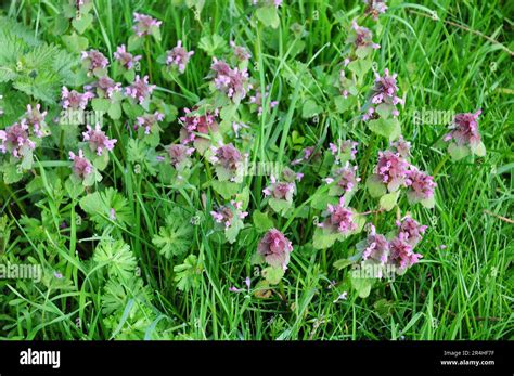 Red Dead Nettle in grass Stock Photo - Alamy