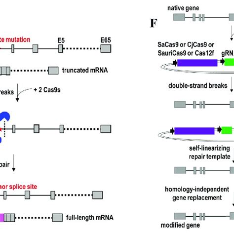 Homology Directed Repair HDR Mediated Gene Knock In And Gene