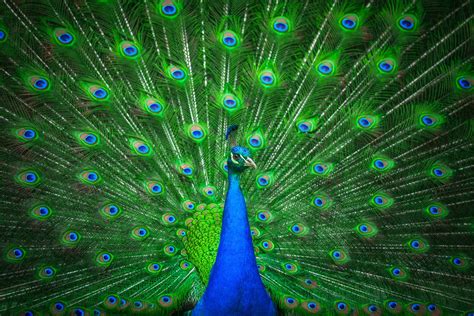 De Novo Assembly Of The Indian Blue Peacock Pavo Cristatus Genome