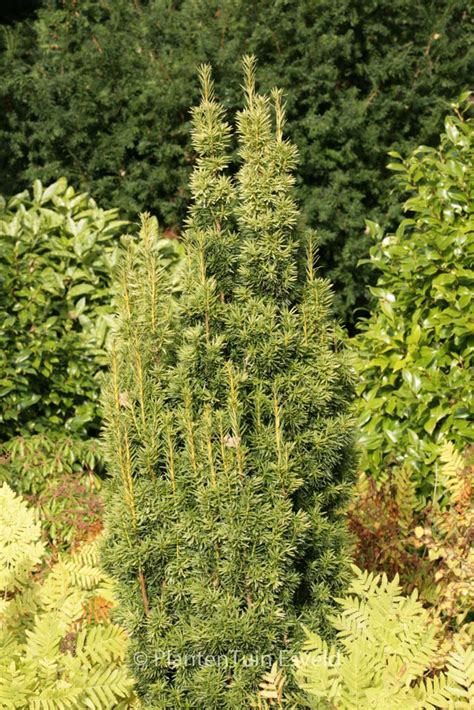 Taxus Baccata Fastigiata Aurea Plantentuin Esveld