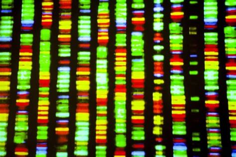 Completato Il Sequenziamento Della Mappa Genetica Ecco Il Restante