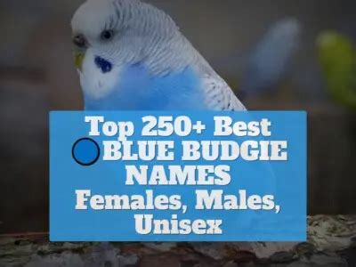 Top 150+ Best White Budgie Names [Females, Males, Unisex]