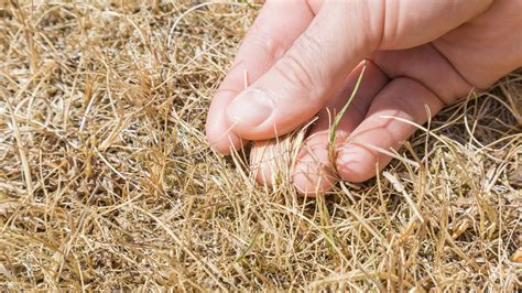 The Fastest Fix For A Yellow Lawn