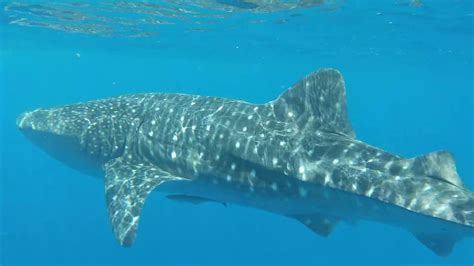 Palawan Whale Sharks Youtube