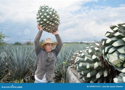 Tequila Jalisco Mexico August 13 2020 The Farmer Is Carrying A