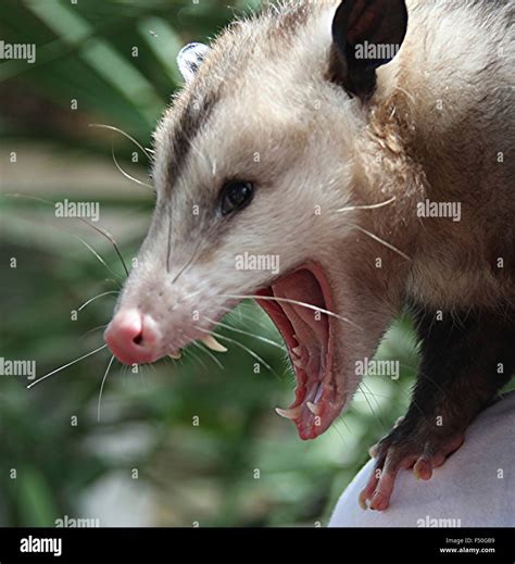 Possum Teeth