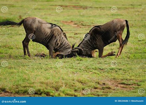 Wild Beest Migration In Tanzania Stock Photo Image Of Game Arid