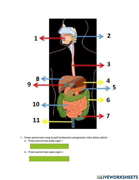 Sistem Pencernaan Manusia Online Activity For 8 Live Worksheets