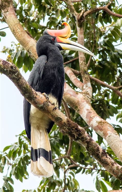 South East Asia Birds Malaysia Birds Paradise Rhinoceros Hornbill