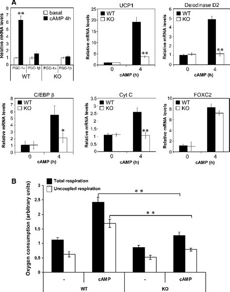 Figure 1 From Complementary Action Of The PGC 1 Coactivators In