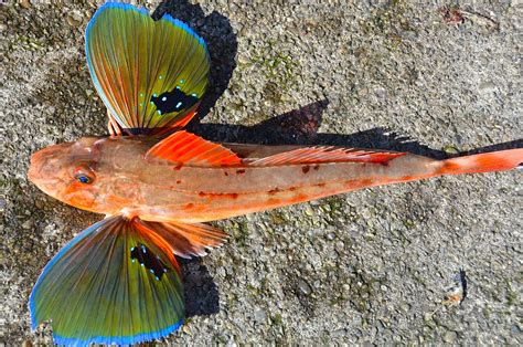 Sea Robin Gurnards Are Also Called Sea Robins Are Bottom Flickr