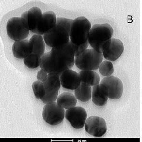 High Resolution Transmission Electron Microscope Of The Naked Aunps And