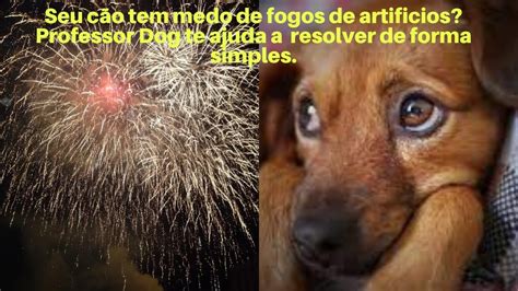 SEU CÃO TEM MEDO DE FOGOS DE ARTIFICIOS O PROFESSOR DOG VAI TE AJUDAR