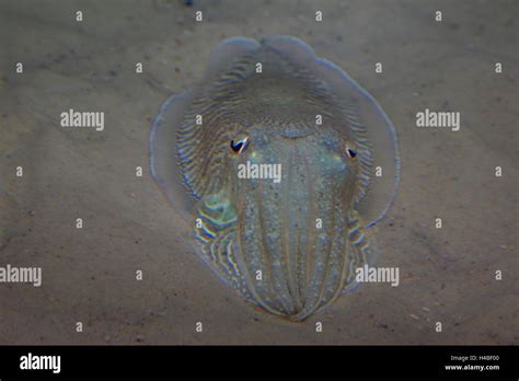 Common cuttlefish, Sepia officinalis Stock Photo - Alamy