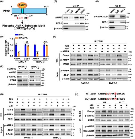 Metabolic Stress‐induced Reciprocal Loop Of Long Noncoding Rna Zfas1