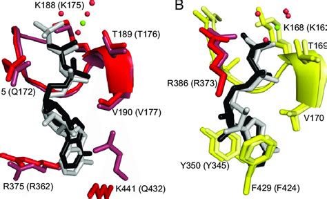 Conservation Of The Noncatalytic And Catalytic Nucleotide Binding Sites Download Scientific