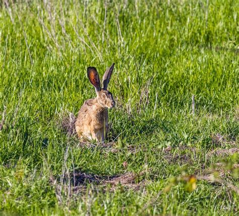 jackrabbit      jackrabbit stock  hd