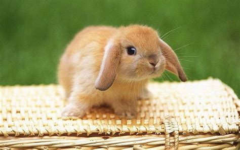 Download A Pleasant Light Brown Bunny Wallpaper