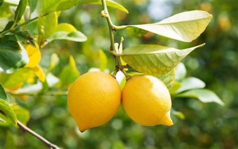 Limonero Con Hojas Amarillas Estos Son Los Nutrientes Que Le Faltan