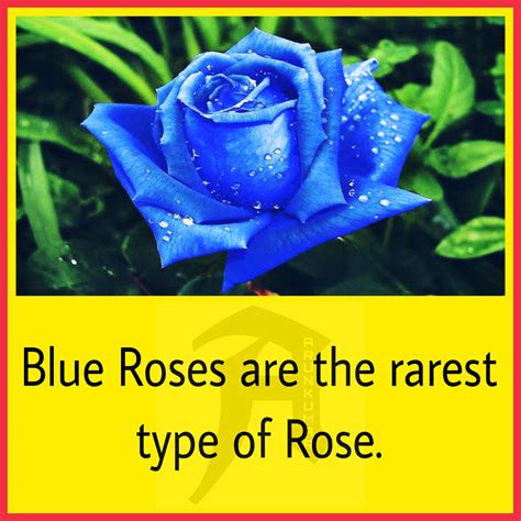 Blue Roses are the rarest type of Rose. Although there is no natural ...