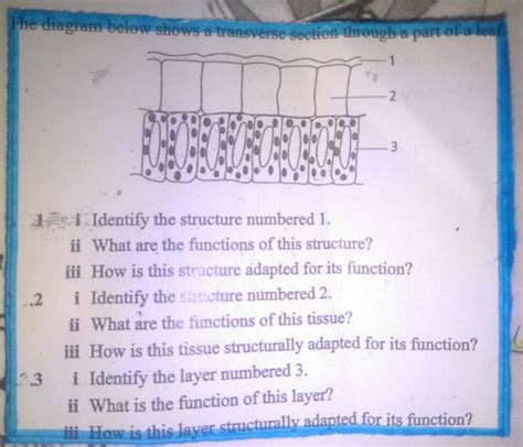 The Diagram Below Shows A Transverse Section Through A Part Of A Leaf1 I