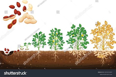 34 Peanut life cycle: immagini, foto stock e grafica vettoriale ...