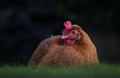 Sex Link Chicken Hatcheries And Breeders — The Featherbrain