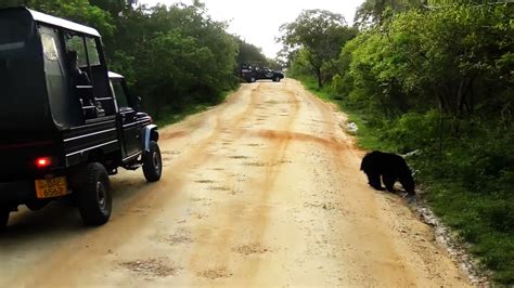 From Colombo Day Tour With Jungle Trek National Park Getyourguide