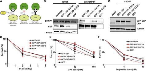 Ctip Mutations That Control Its Interaction With Brca1 A Schematic