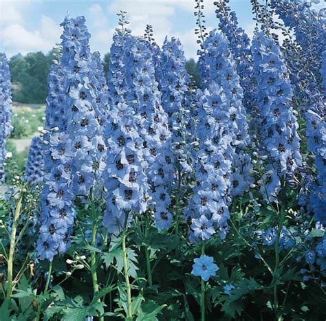 Delphinium Seeds For Sale 13 Delphiniums Perennial Flower Seeds