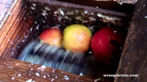 How To Press Apple Cider Brew Insight