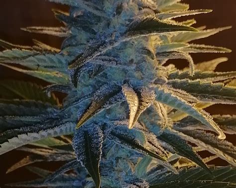 Farm Bud