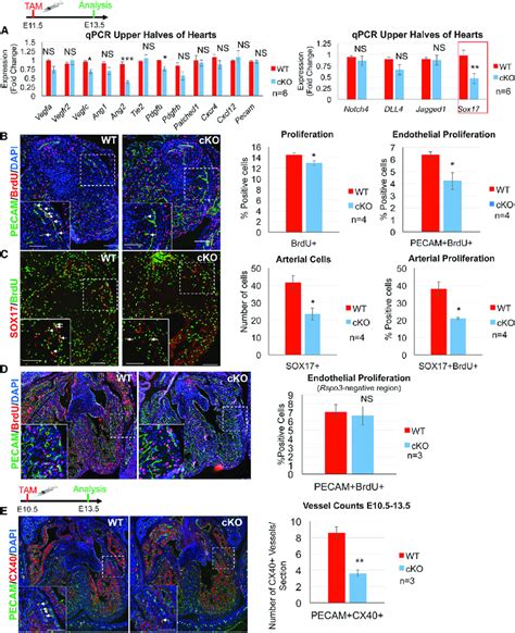 Endothelial Cell Proliferation Is Reduced In The Developing Coronaries