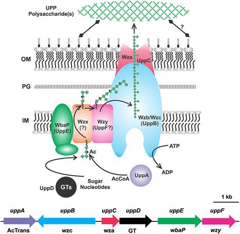 Wzx Wzy Polysaccharide Pathway Genetic Basis And Biosynthesis Model