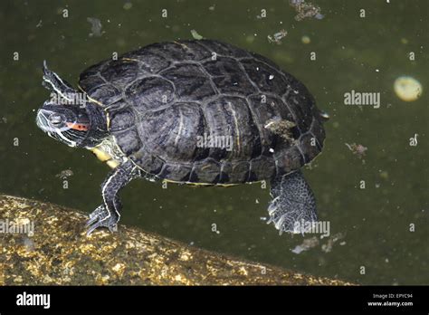 Tortoise With Head Floating Above Water Stock Photo Alamy